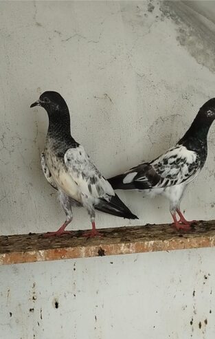 High Flayer Baby Pigeon