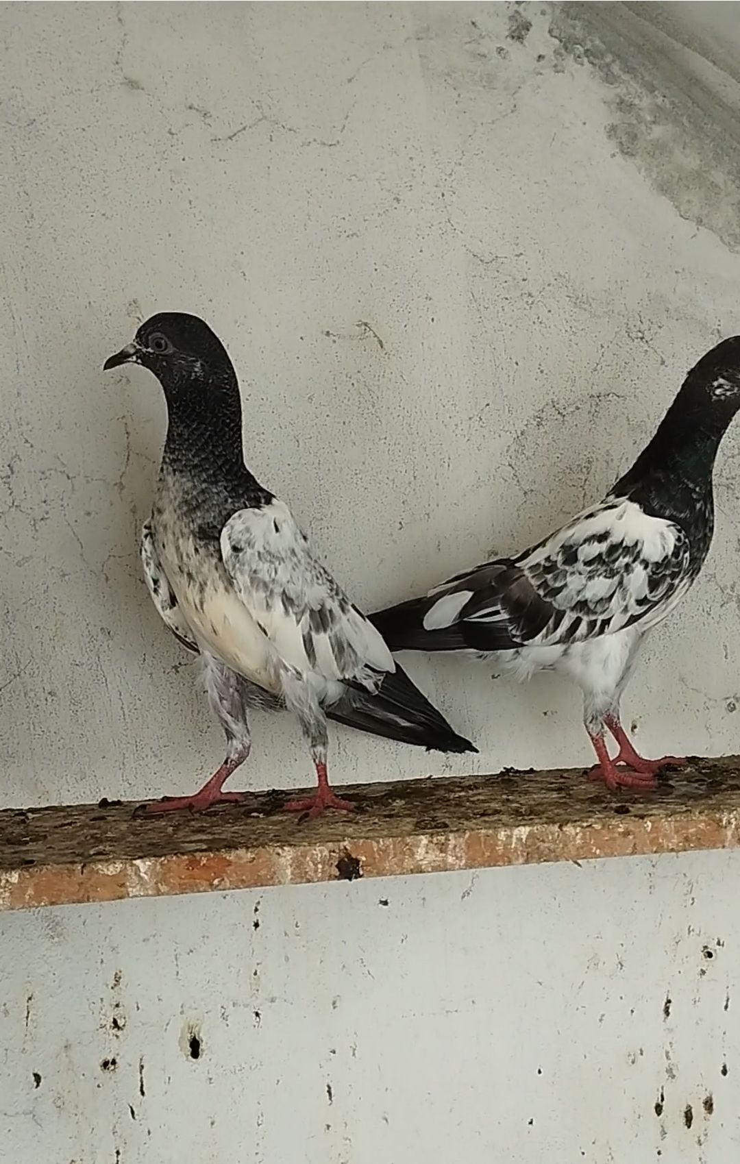 High Flayer Baby Pigeon