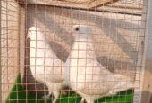 King Pigeon Pair For Sale