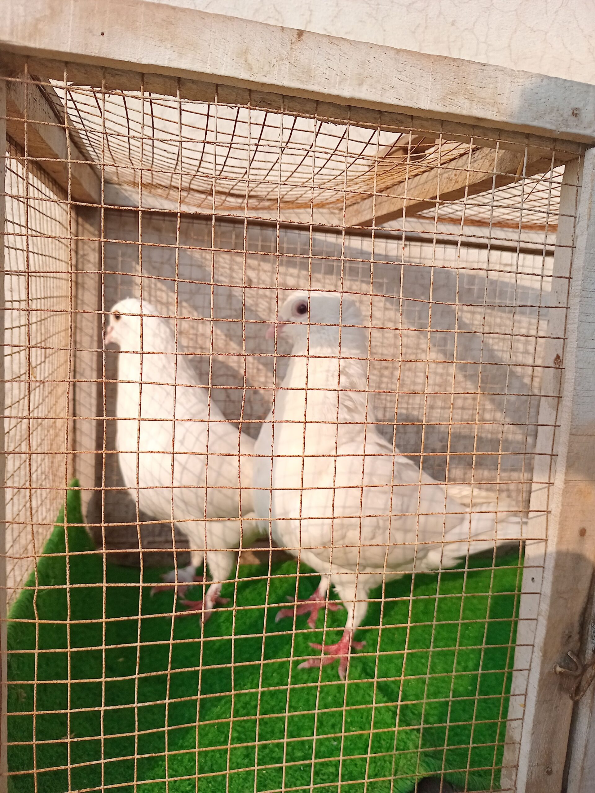 King Pigeon Pair For Sale