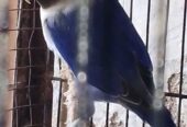 LOTINO LOVE BIRDS ONE BREEDER PAIR and one single parrot 🐦 blue love birds