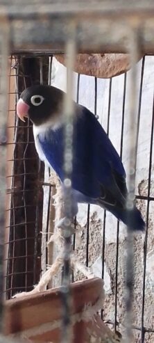 LOTINO LOVE BIRDS ONE BREEDER PAIR and one single parrot 🐦 blue love birds