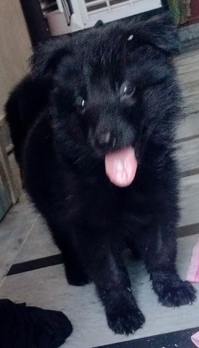 German shepherd puppy
