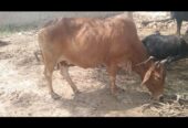 گائے برائے فروخت