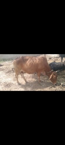 گائے برائے فروخت