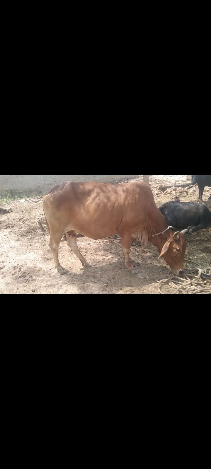 گائے برائے فروخت