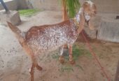 Mkha cheeni bkri or kmori bkri for sale hn