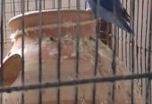 LOTINO LOVE BIRDS ONE BREEDER PAIR and one single parrot 🐦 blue love birds
