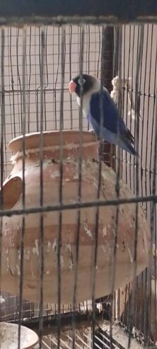 LOTINO LOVE BIRDS ONE BREEDER PAIR and one single parrot 🐦 blue love birds