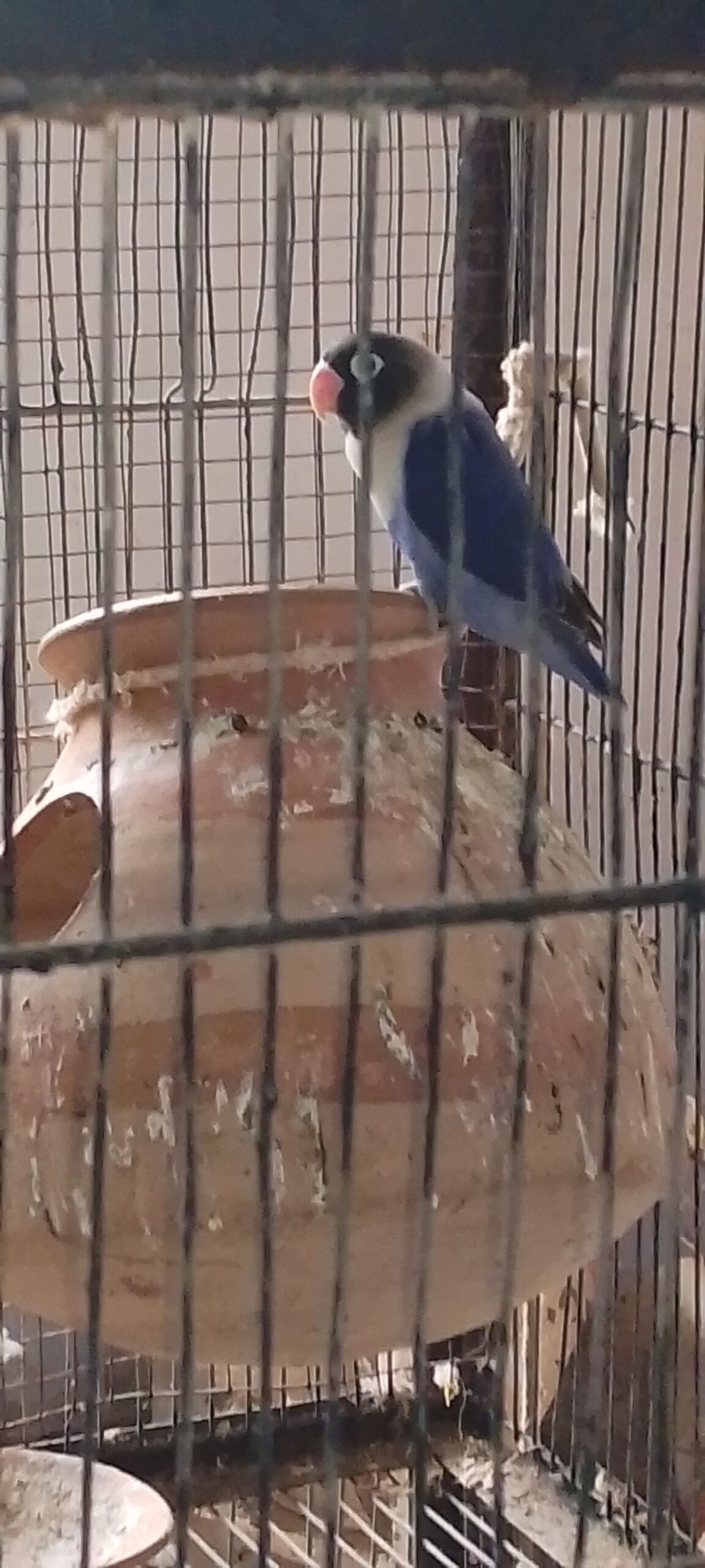 LOTINO LOVE BIRDS ONE BREEDER PAIR and one single parrot 🐦 blue love birds