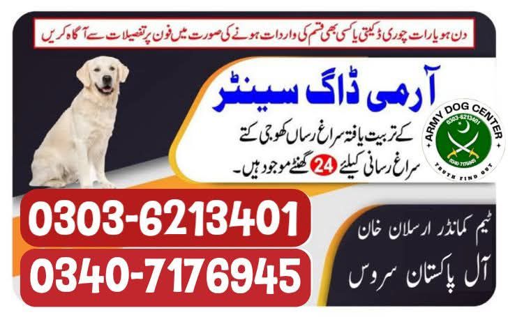 Army Dog Center Kahror Pakka 03016244888 Khoji Dogs Kahror Pakka