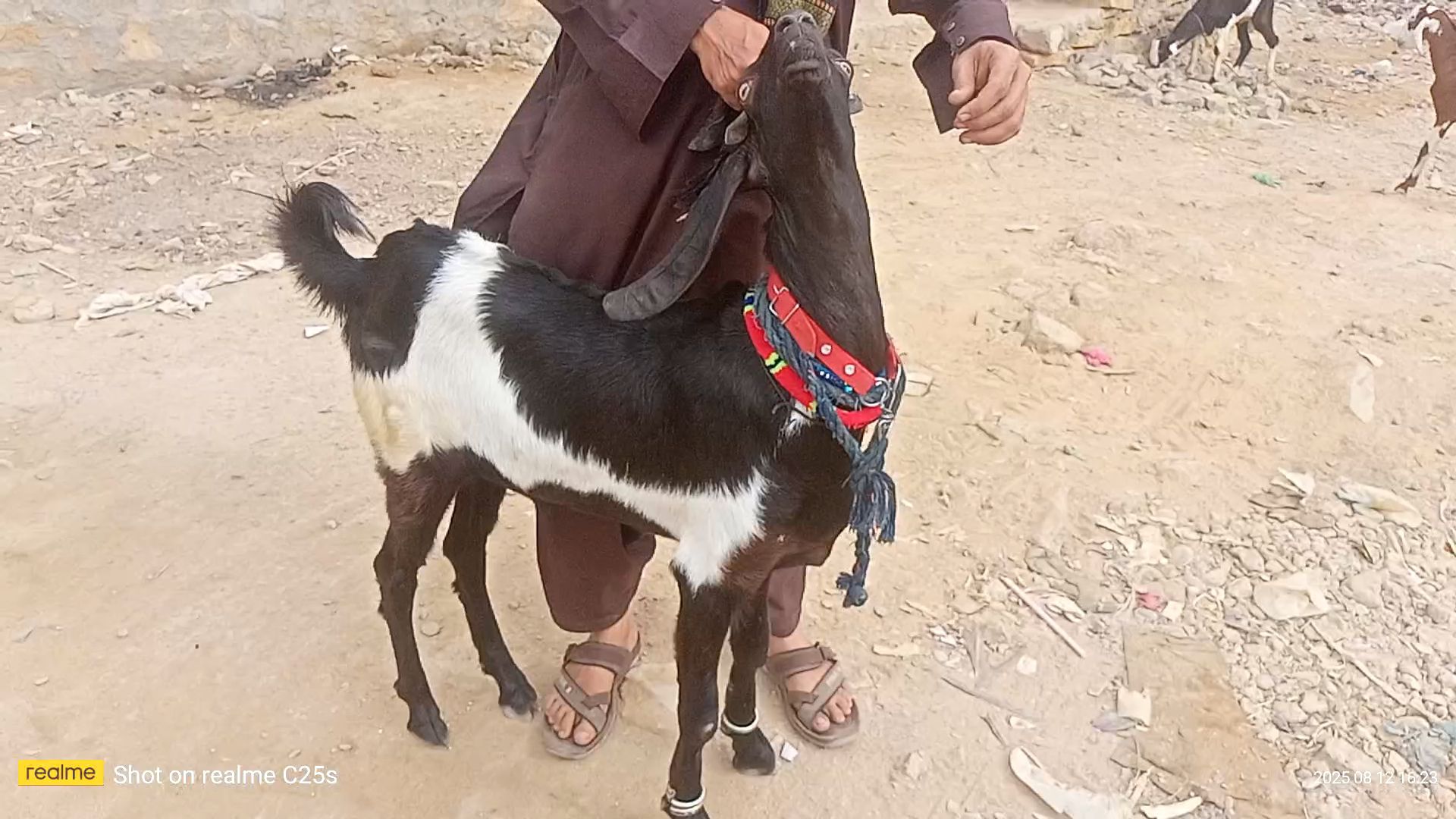 Keera pure khasi bakra