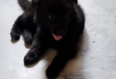 German shepherd puppy