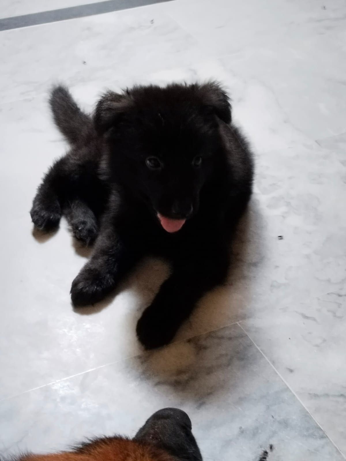 German shepherd puppy