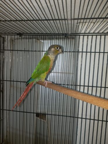 Yellow Sided Conure