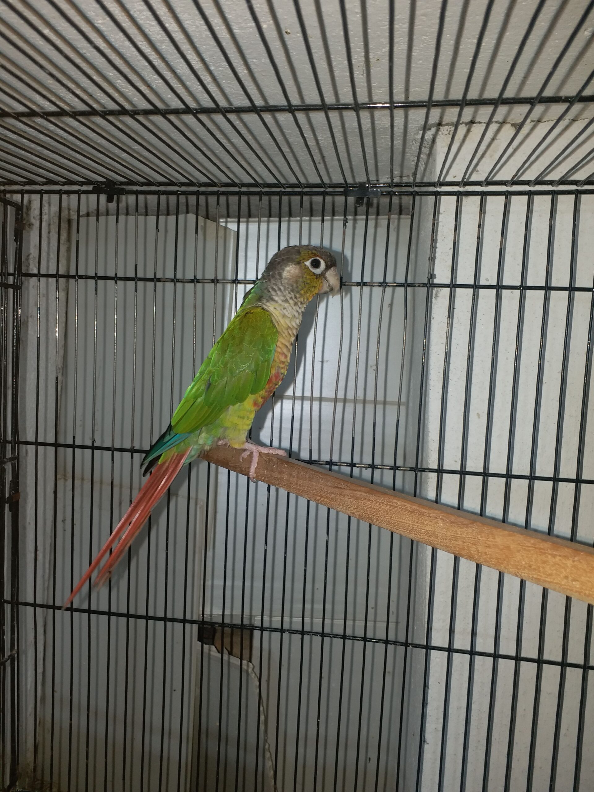 Yellow Sided Conure