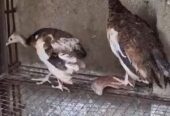 Peacock chicks For sale