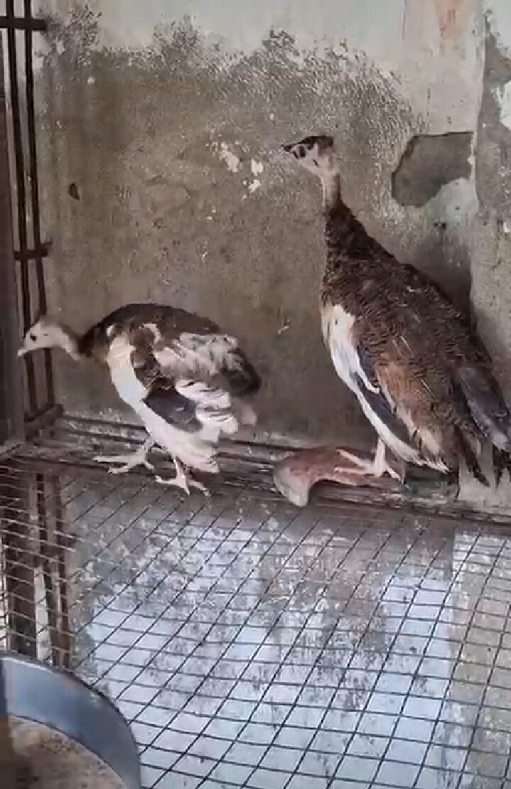 Peacock chicks For sale