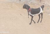 Keera pure khasi bakra