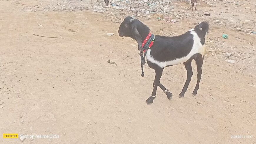 Keera pure khasi bakra