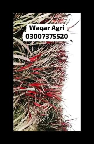 Seed