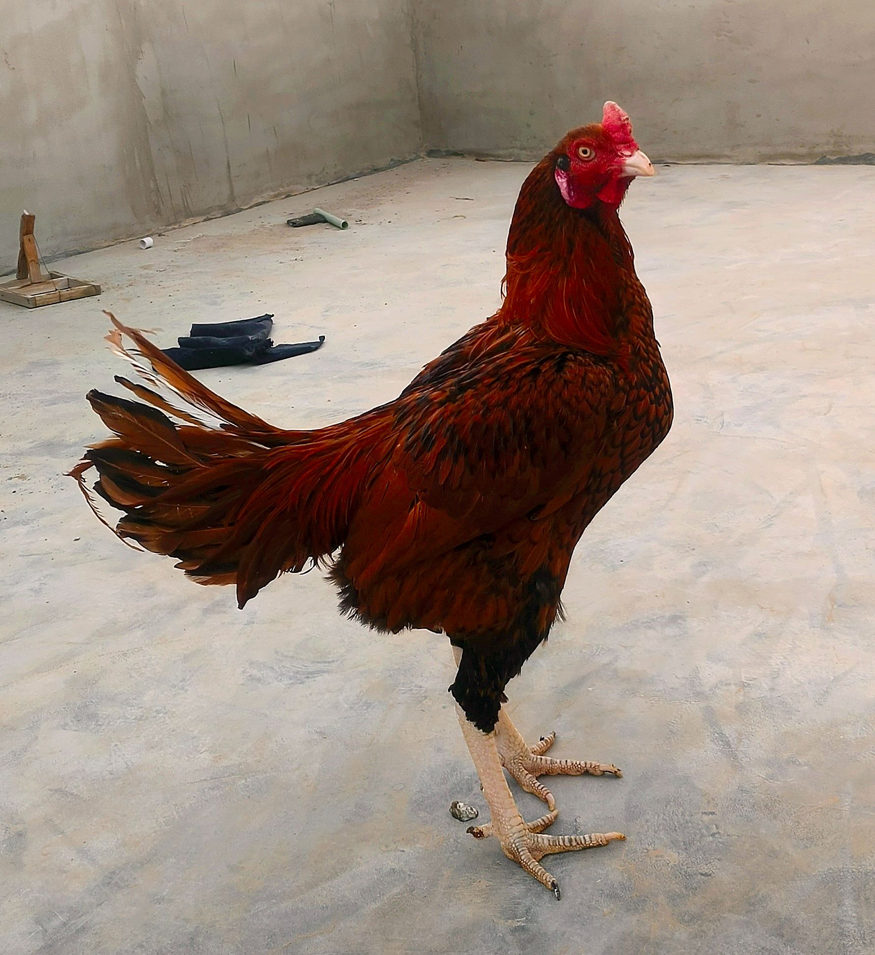 Aseel home breed for sale