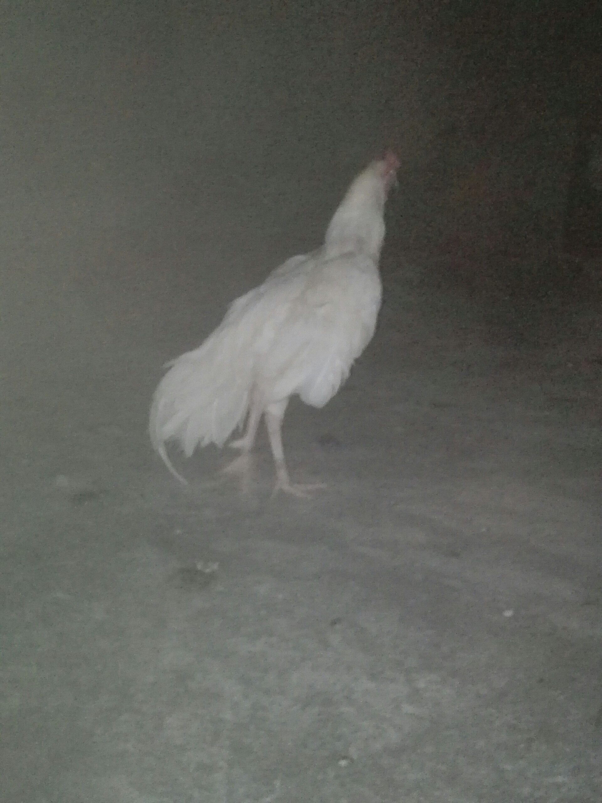 HEERA patha