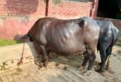 ٹائٹل: خالص نیلی راوی بھینس برائے فروخت – 20 کلو دودھ روزانہ