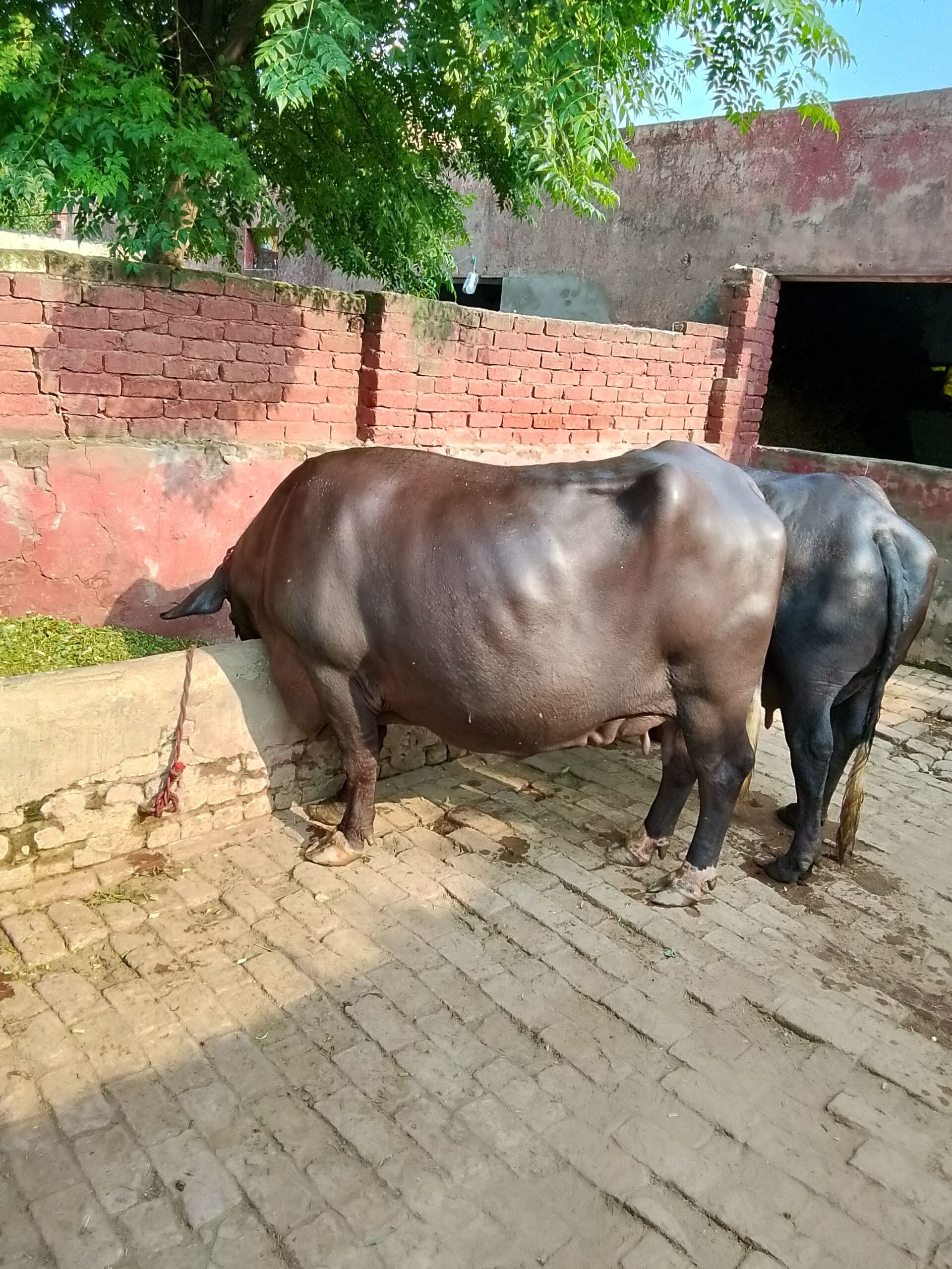 ٹائٹل: خالص نیلی راوی بھینس برائے فروخت – 20 کلو دودھ روزانہ