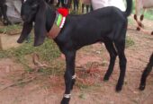 Bakra