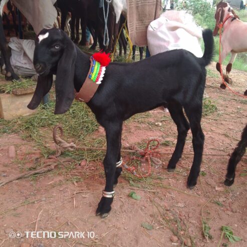 Bakra