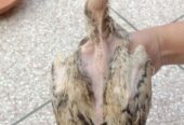 Aseel chick’s