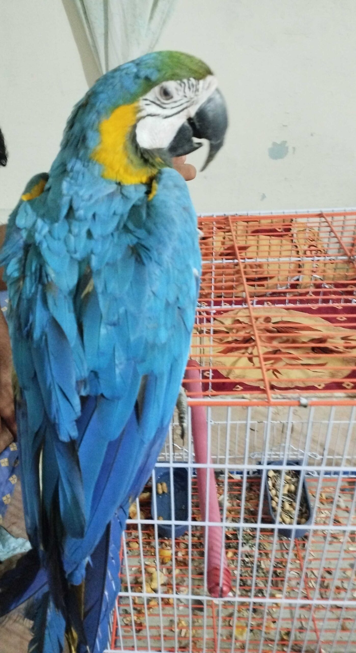 Maccow yellow blue