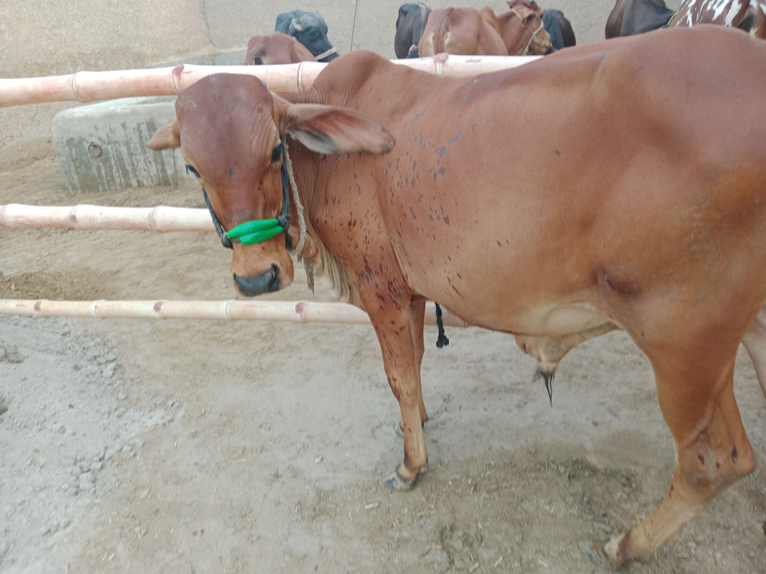 Sahiwal breed