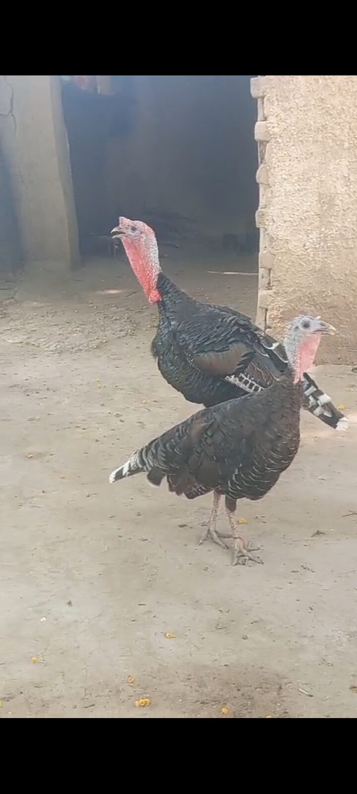 Tarki baridar jora for sale location peshawar