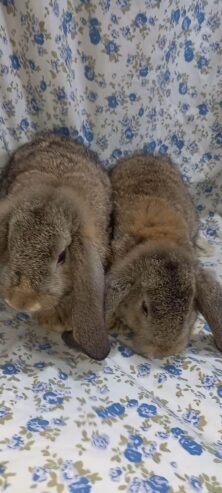 German lop Adult Pair