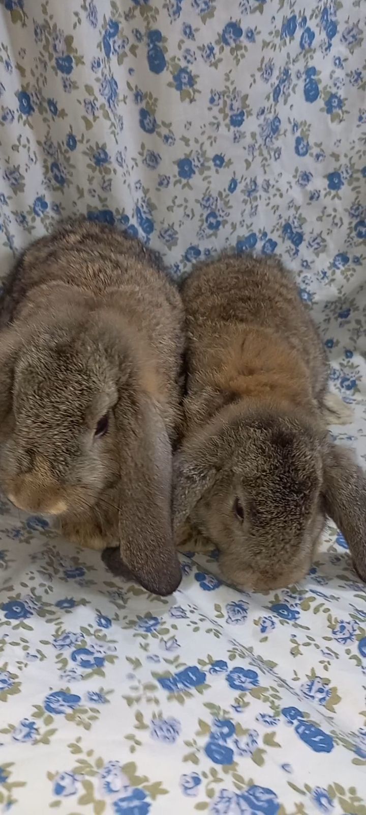 German lop Adult Pair
