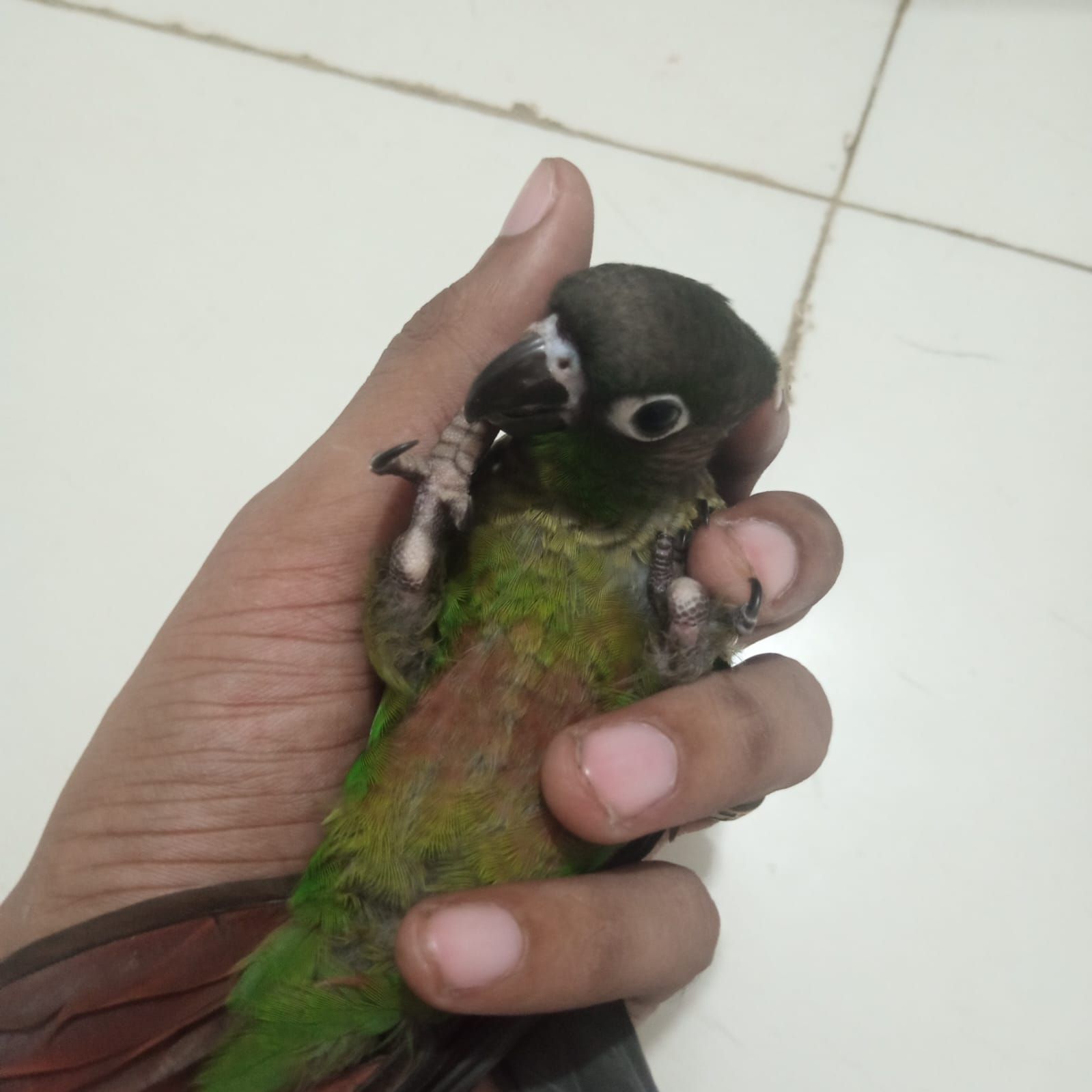 Conure handtame chicks