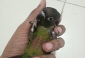 Conure handtame chicks