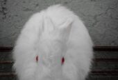 One rabbits for sale
