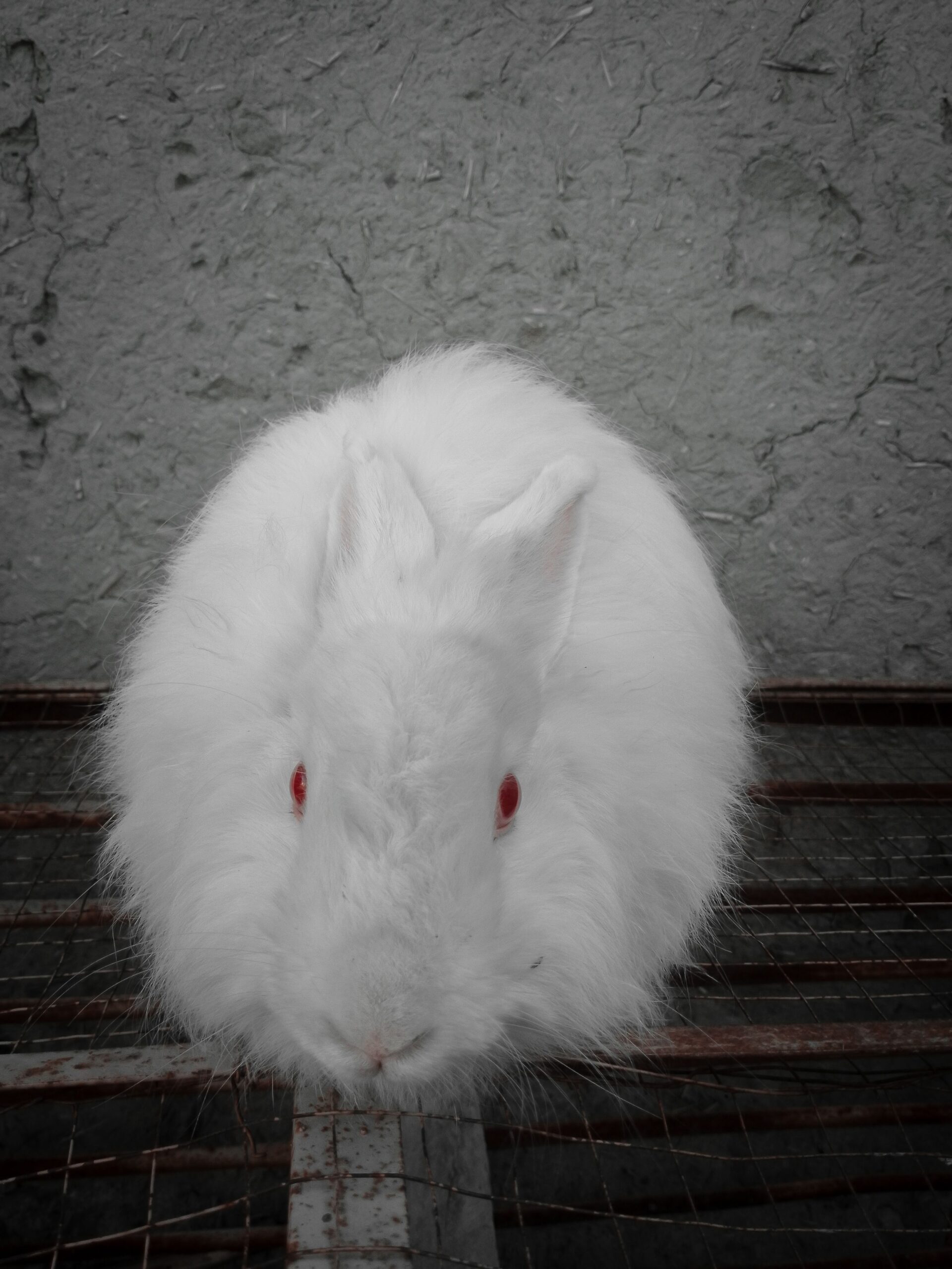 One rabbits for sale