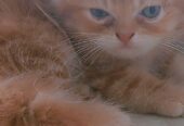 Brownie (Persian cat)