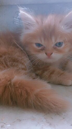 Brownie (Persian cat)