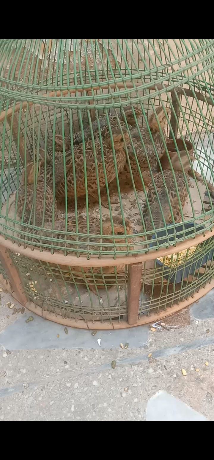 Kala. Teetar bacha