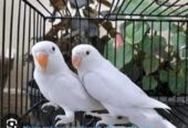 Love bird for sale