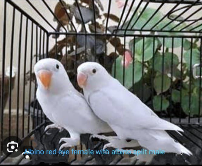 Love bird for sale