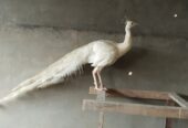 White peacock male for sale