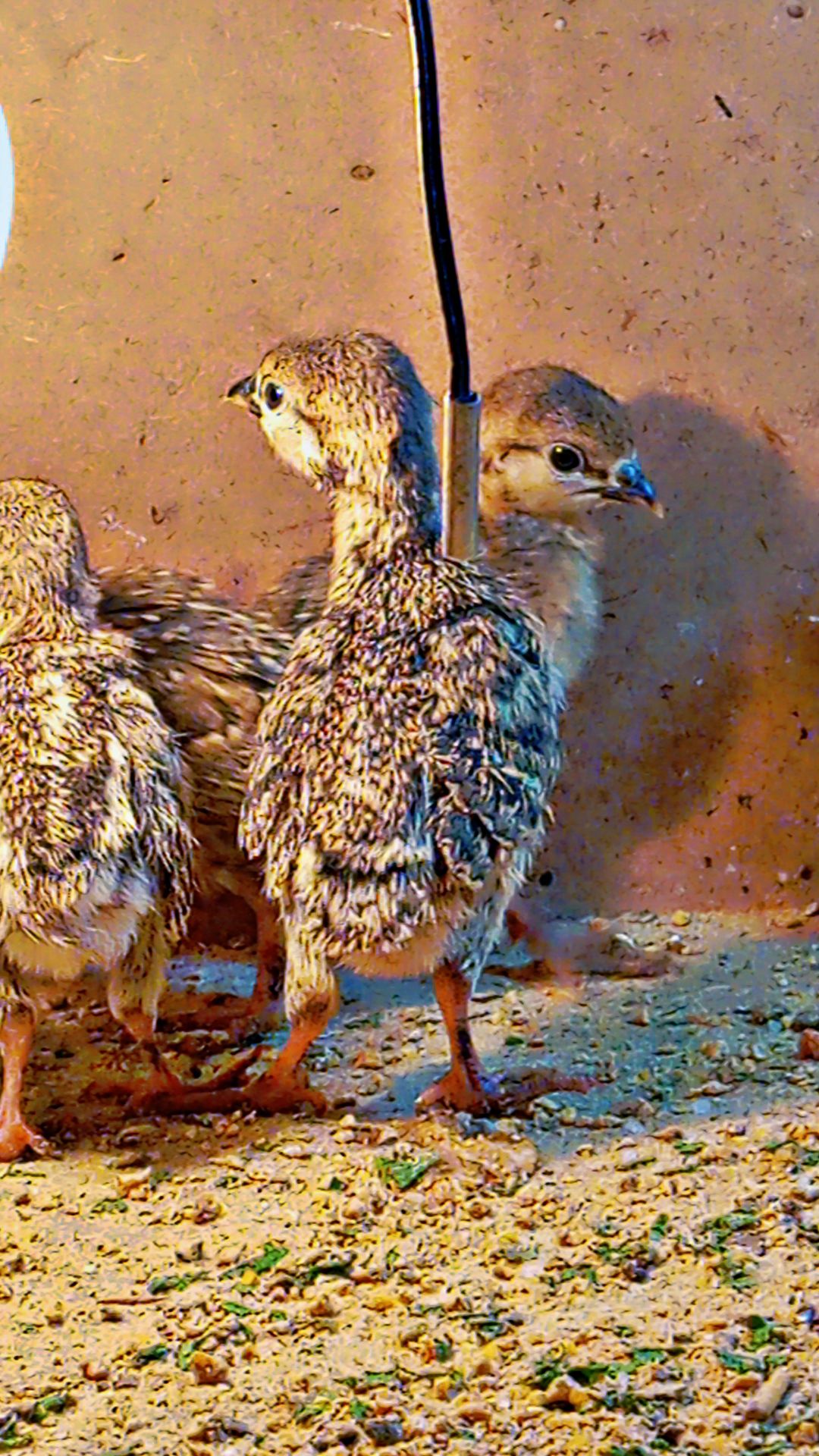 Maskatii cross chiks available