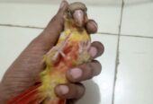 Conure handtame chicks