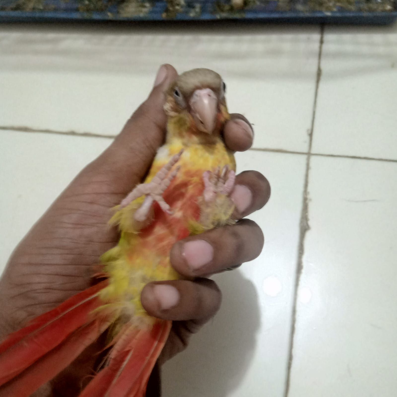 Conure handtame chicks